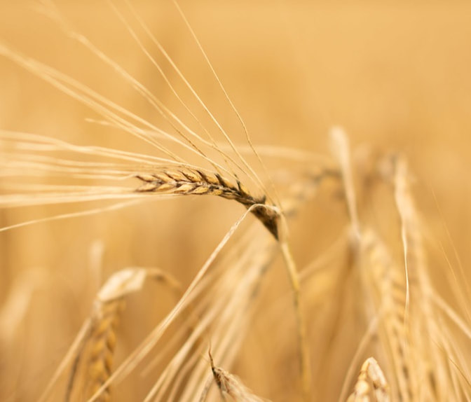 Wheat