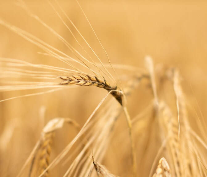 Wheat